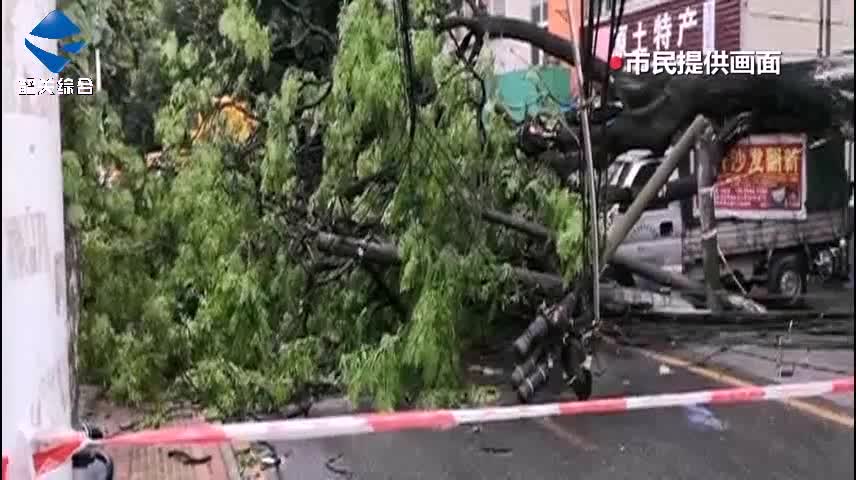 工業(yè)中路一大樹傾倒 強(qiáng)對流天氣注意防范