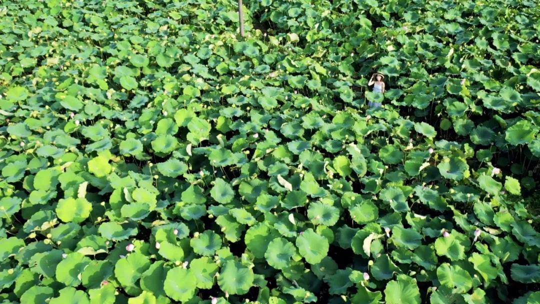 飛閱韶關(guān)·風吹過的夏天