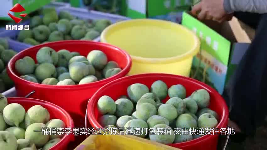 仁化：千畝柰李種植基地采摘熱 直播團(tuán)隊(duì)線上忙