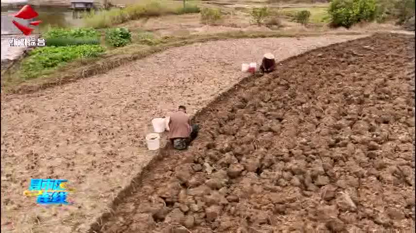 仁化石塘馬蹄陸續(xù)開挖