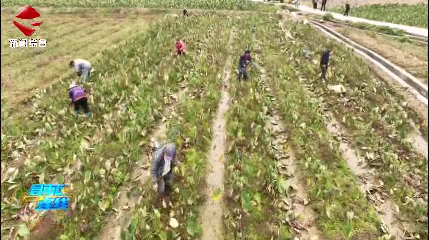 樂昌香芋進(jìn)入成熟季 正陸續(xù)上市