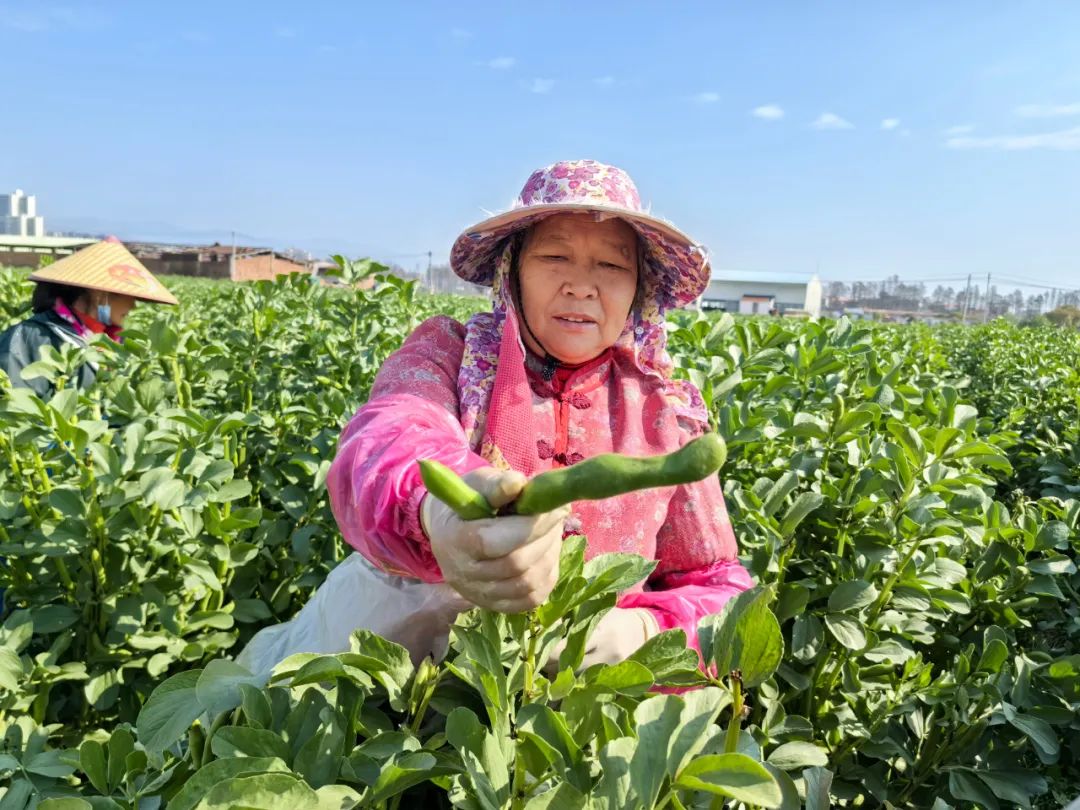 “豆”你開(kāi)心 這個(gè)省級(jí)蔬菜產(chǎn)業(yè)園的蠶豆寶寶長(zhǎng)大了