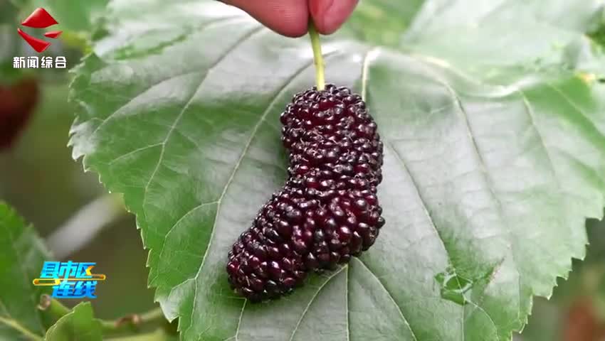 英國友人點贊始興桑葚園