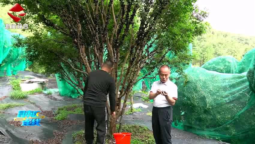 新豐高橋村的嘉寶果熟了