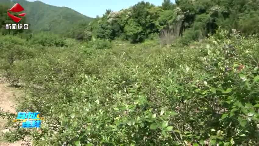 始興：藍(lán)莓種植園迎來采摘季“莓”好時光引客來