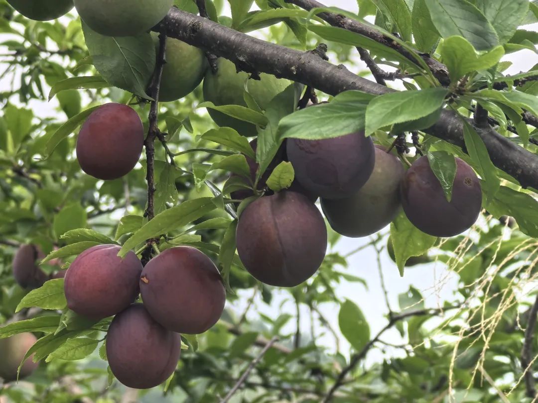 臺灣紅李掛滿枝 甜蜜果香醉初夏