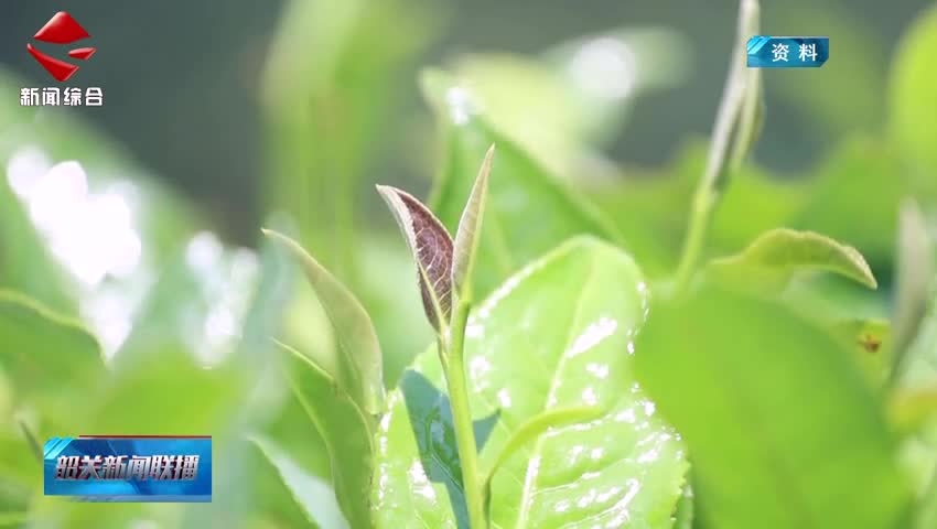 【“百千萬工程”三年初見成效】仁化紅山鎮(zhèn)：白茶產(chǎn)業(yè)賦能“百千萬工程”千年茶鄉(xiāng)煥發(fā)新生機(jī)