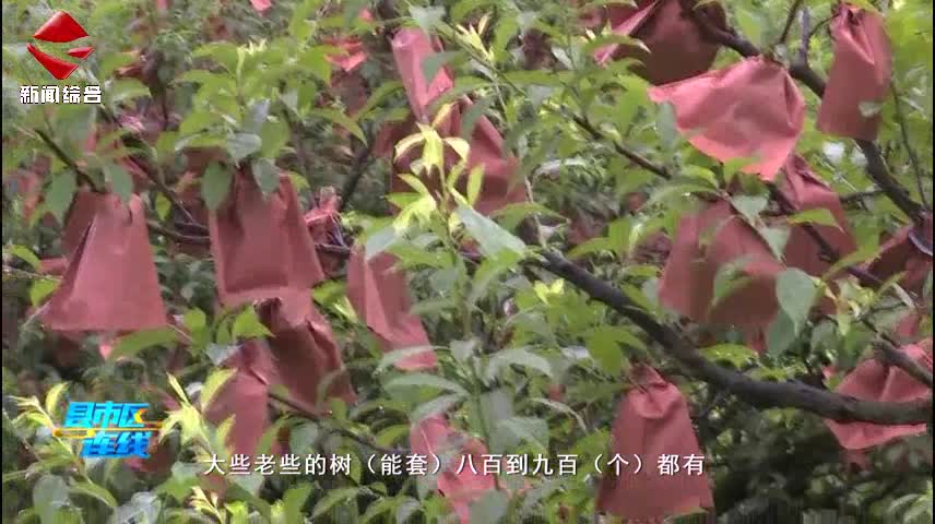 樂昌：黃金柰李有了“護(hù)身符”增收添保障