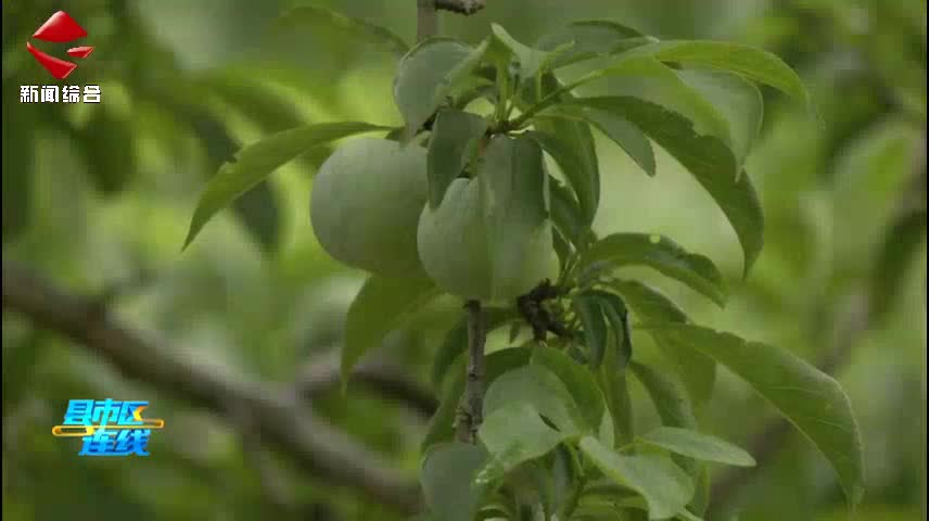 教授田間指導(dǎo) 助力翁源三華李提質(zhì)增效