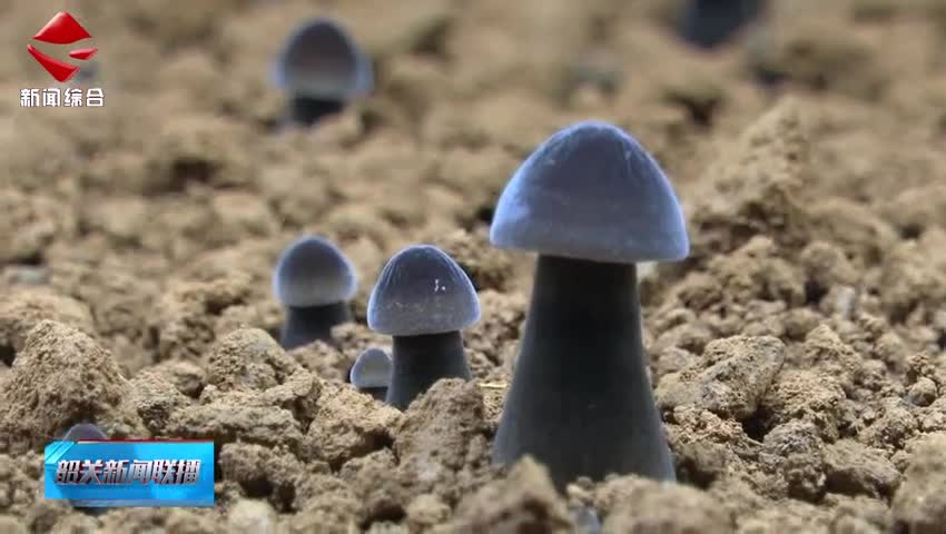 全國道德模范提名獎(jiǎng)獲得者周姍：從外鄉(xiāng)妹到菌菇專家的助農(nóng)之路