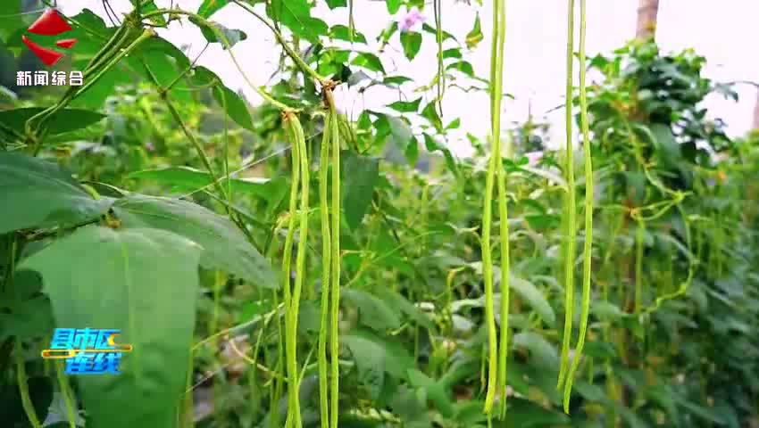 樂昌梅花豇豆產(chǎn)業(yè)“裂變式”增長 聯(lián)農帶農鋪就致富路